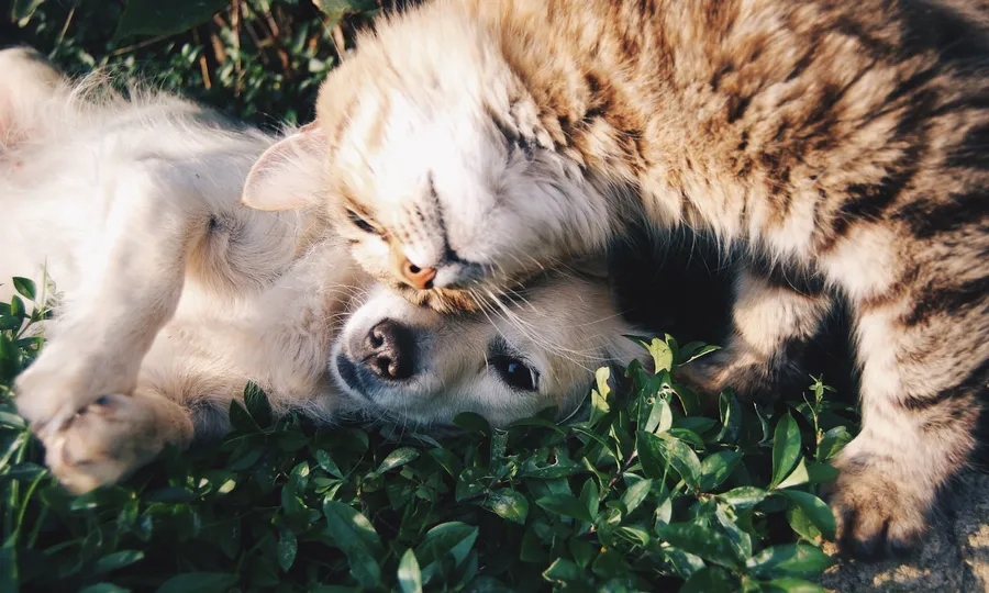 Pet Products suppliers and manufacturing